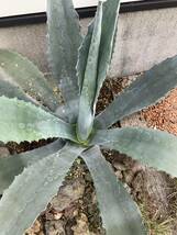 アガベ アメリカーナ　子株2株 龍舌蘭 Agave americana_画像2