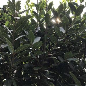 無農薬、月桂樹 ローリエ スパイス ハーブの画像4