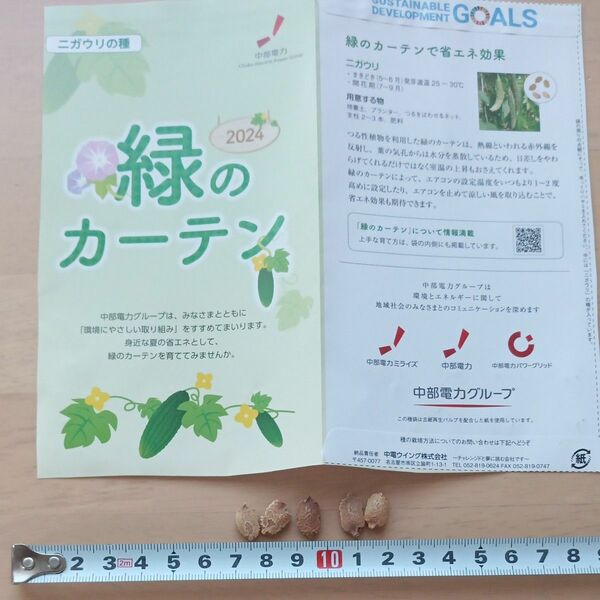 ぽ　ニガウリの種　5粒　緑のカーテン　SDGs 省エネ　育て方ガイド付き