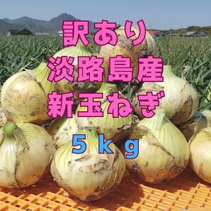 兵庫県淡路島産！新玉ねぎ！訳あり５kg 