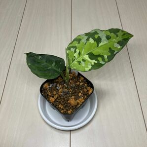 アグラオネマ ピクタム アンダマン Aglaonema pictum Tricolor アンダマン諸島ポートブレア北部地域産[ID便]の画像4