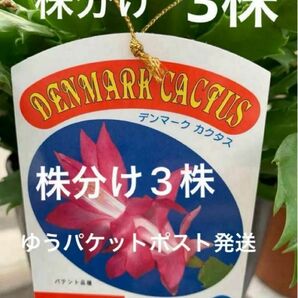 デンマークカクタス　サイバーダンサー株分け　３株　ゆうパケット発送