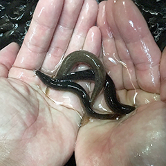 ◇活どじょう小1kｇ(約10cm・平均250匹)食用◎・活き餌・釣り餌・生餌・熱帯魚・古代魚のエサにドジョウ☆えさ アロワナ ポリプ エンドリ