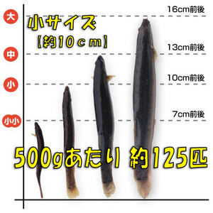 ◇【活どじょう】小500g(約10cm・平均125匹)泥鰌・食用・活き餌・釣り餌・生餌・熱帯魚・古代魚のエサにはドジョウ☆えさ・川魚・淡水魚