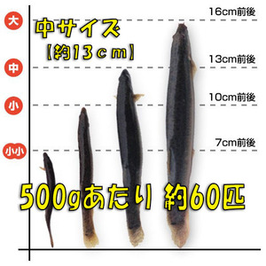 *[. loach ] middle 500g( approximately 13cm* average 60 pcs ) mud .* meal for *.. bait * fishing bait * raw bait * tropical fish * old fee fish feed - dojou*..* river fish * freshwater fish 