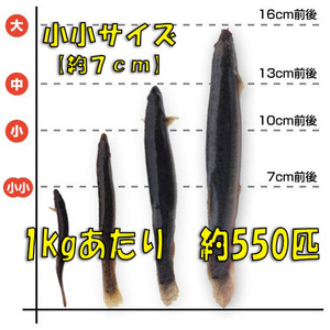 【活どじょう】小小1kｇ(約7cm・平均550匹)　泥鰌・食用・活き餌・釣り餌・生餌・熱帯魚・古代魚のエサにはドジョウ☆えさ・川魚・淡水魚