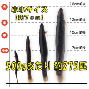 ◇【活どじょう】小小500g(約７cm・平均275匹)泥鰌・食用・活き餌・釣り餌・生餌・熱帯魚・古代魚のエサにはドジョウ☆えさ・川魚・淡水魚