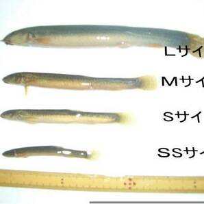 真空パック冷凍 どじょう（ドジョウ） Sサイズ 500g ◆送料最安値◆同梱何個でもＯＫ◆ 古代魚、肉食魚の餌に 釣り 冷凍えさ の画像3