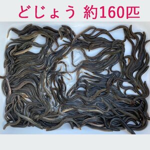  loach 350g approximately 160 pcs . bait live bait meal for China production 