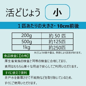 ◇活どじょう小500ｇ(約10cm・平均125匹)食用◎・活き餌・釣り餌・生餌・熱帯魚・古代魚のエサにドジョウ☆えさ アロワナ ポリプ エンドリの画像4