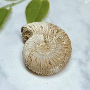 【E9088】アンモナイト　ペリスフィンクテス 化石 中生代ジュラ紀 Ammonite