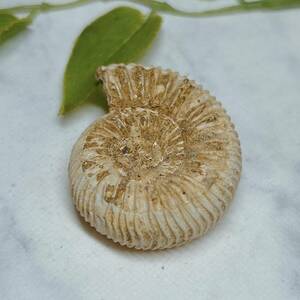 【E9086】アンモナイト　ペリスフィンクテス 化石 中生代ジュラ紀 Ammonite