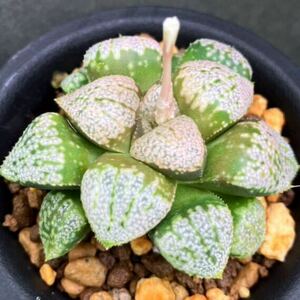 多肉植物 ハオルチア ピクタ モザイクピクタ交配 ♀TK20 ♂12Y30Y40-9 実生苗Haworthia picta