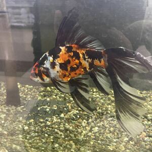 Золотая рыбка (Чжу Банкин)
