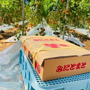 ミニトマト 3キロ 野菜 熊本産 地直送 弁当 おかず トマト ミネラルの画像5