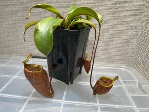 Nepenthes attenboroughii (Mt. Victoria, Palawan)食虫植物 ネペンテス ウツボカズラ