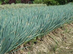 ☆彡送料無料☆彡◆苗◆無限分けねぎ　約２ｋｇ 30～60本 ネギ坊主無し 葱 ふかや産