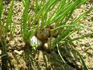 ◆球根5～15個◆無限玉ねぎ ふうせん玉ねぎ ナイルの秘宝 葉ネギ　Ｂ地区玉玉　プランター用　四季成り　ふかや産　健康野菜