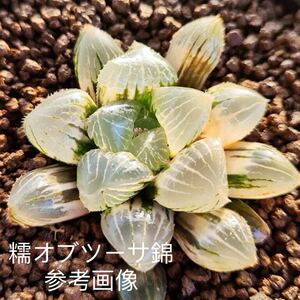 「3点以上送料無料」多肉植物 ハオルチア