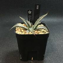 【鉢ごと】アガベ　ネバデンシス Agave nevadensis 006_画像2