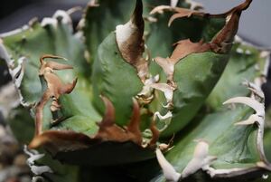 “Lize血統” アガベ チタノタ 皇冠 /agave titanota crown オテロイ 多肉植物 清櫻 皇冠 白犀牛 otero