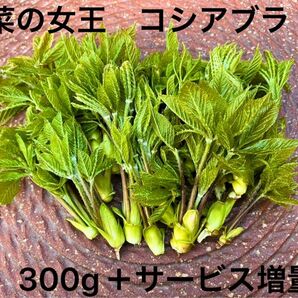 山菜の女王　天然山菜　コシアブラ　