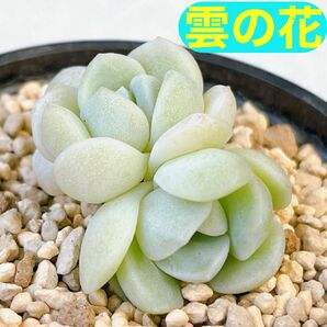 『雲の花』おらいさん苗 エケベリア 多肉植物