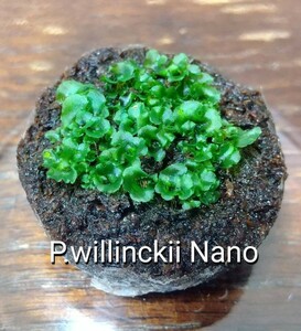 P.willinckii Nano ビカクシダ ウィリンキー ナノ 胞子培養 前葉体 胞子