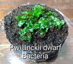 P.willinckii dwarf Bacteria ビカクシダ ウィリンキー ドワーフ バクテリア 胞子培養 前葉体 胞子