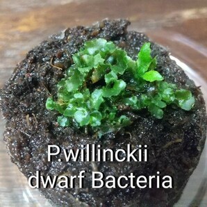 P.willinckii dwarf Bacteria ビカクシダ ウィリンキー ドワーフ バクテリア 胞子培養 前葉体 胞子の画像1