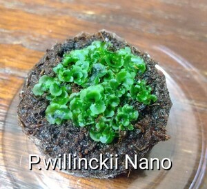 P.willinckii Nano ビカクシダ ウィリンキー ナノ 胞子培養 前葉体 胞子