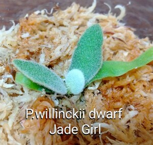 P.willinckii dwarf Jade Girl ウィリンキー ドワーフ ジェイドガール ビカクシダ 胞子培養由来 胞子