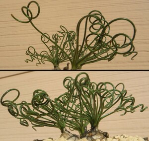 【種子を出品】◆　アルブカ 未同定種 Albuca sp. JAA 1804 Blouhuis 10粒/球根植物