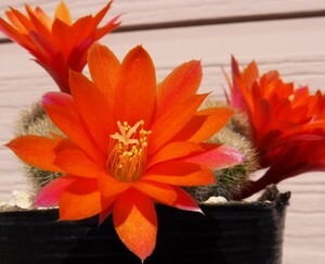 【種子を出品】◆　レブチア ホフマニー WR521a Rebutia hoffmannii 10粒/サボテン/柔らかい刺