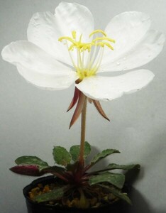 【種子を出品】◆　エノテラ ナバホエンシス(変種) Oenothera 10粒/矮性/夜咲き巨大芳香花