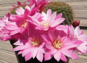 【種子を出品】◆　レブチア spec. ララ＆アギュラー (Tarija-Narvaez, Tarija, Bolivia) Rebutia spec. Lara & Aguilar 10粒/サボテン