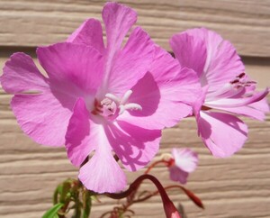 【種子を出品】◆　クラーキア ブレウェリ Clarkia breweri 10粒/希少原種/芳香花