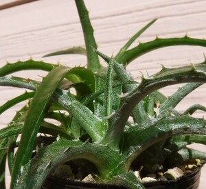 【種子を出品】◆　ブロメリア科 矮性3属ミックス/MIX　Hechtia/Dyckia/Deuterocohnia/spp./20＋粒/多肉