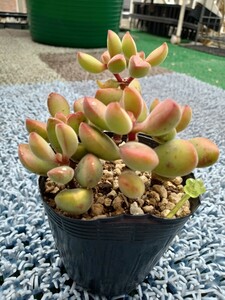 多肉植物　ロゲルシー 　抜き苗　7ハーフポット　（黄緑）寄せ植え