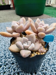 多肉植物 　淡雪　アワユキ　抜き苗　7ハーフポット　寄せ植え　（青）