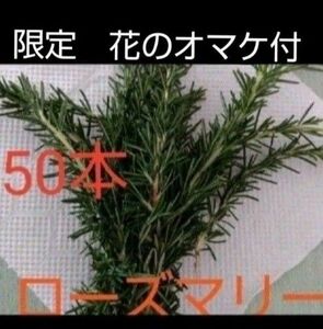 自家栽培　無農薬　オーガニック朝摘みのフレッシュな無農薬のローズマリー　20センチ程約50本程　期間限定　花のオマケ 　開花祝