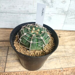 【人気サボテン】 バッテリー ■ ギムノカリキウム ■ 3号鉢 ■ 多肉植物 太強刺 スーパーバッテリー