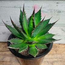 【特選】 アガベ ホリダ　 HORRIDA 極上強刺株 多肉植物 極上株 激レア チタノタ　5号 AGAVE titanota_画像4