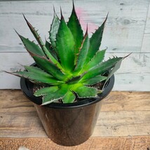 【特選】 アガベ ホリダ　 HORRIDA 極上強刺株 多肉植物 極上株 激レア チタノタ　5号 AGAVE titanota_画像1