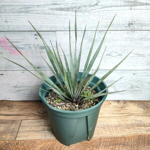 ユッカ　ロストラータ 5号　yucca rostrata 幹立ち　ドライガーデン　耐寒性 幹上がり