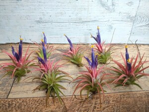  bromeliad chi Ran ji I o naan tough ego stock 7 stock set air plant 