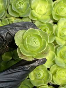 20株Y143多肉植物 エケベリア卵のバラ超美苗 サボテン 観葉植物 花 園芸　レア種 土と根付きで