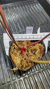 食虫植物　サラセニア フラバ var. rubricorpora MK F133 株分け苗　1鉢