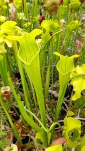 食虫植物　サラセニア アラタ var. alata　MK　A25 株分け苗　1鉢