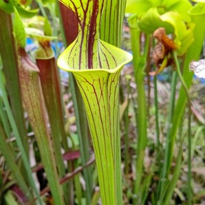 食虫植物 サラセニア フラバ var. ornata MK F156 株分け苗 1鉢の画像5